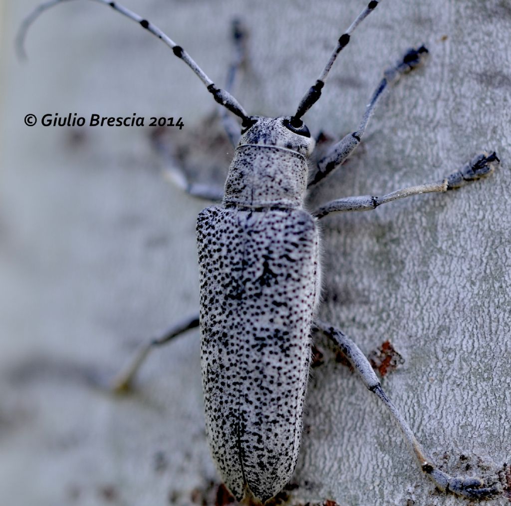 Coleoptera Cerambycidae, Saperda carcharias